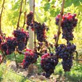 Reife, rote Keltertrauben an der Reebe