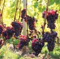 Reife, rote Keltertrauben an der Reebe