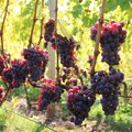 Reife, rote Keltertrauben an der Reebe