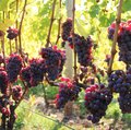 Reife, rote Keltertrauben an der Reebe