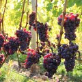 Reife, rote Keltertrauben an der Reebe