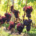 Reife, rote Keltertrauben an der Reebe