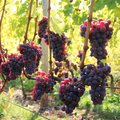 Reife, rote Keltertrauben an der Reebe
