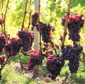 Reife, rote Keltertrauben an der Reebe