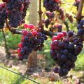 Reife, rote Keltertrauben an der Reebe