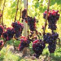 Reife, rote Keltertrauben an der Reebe