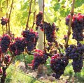 Kultur Weinbau – Keltertrauben – rot Reife, rote Keltertrauben an der Reebe