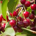 Kultur Obstbau – Steinobst – Sauerkirschen Ast mit reifen, dunkelroten Sauerkirschen