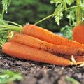 Legumicultură - Legume rădăcinoase Karotten im Vordergrund aus der Erde gezogen und im Hintergrund noch in der Erde steckend
