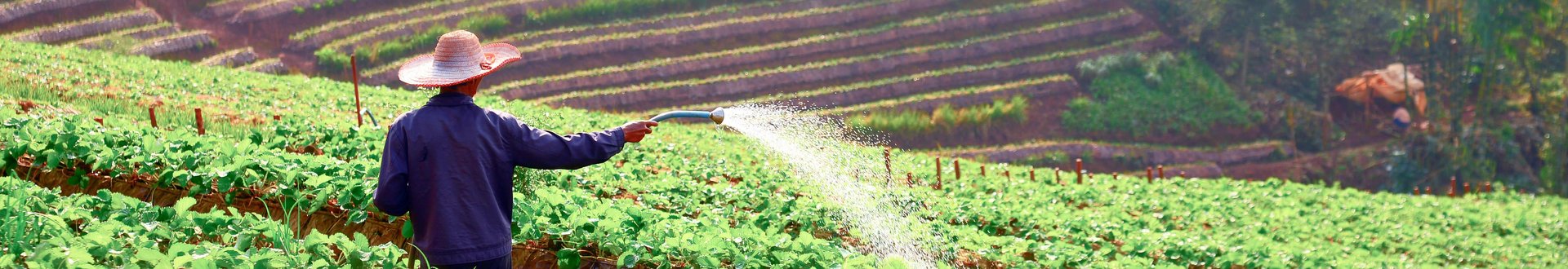 Mann gießt Feld mit Düngemittel ab