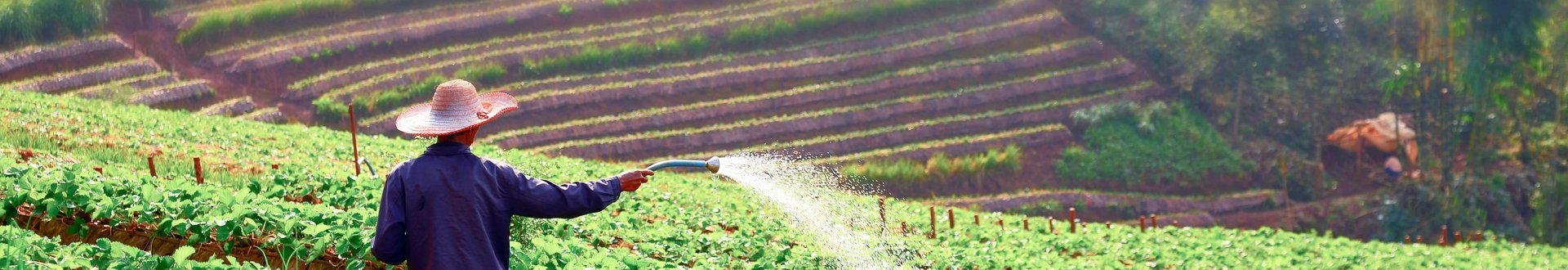 Mann gießt Feld mit Düngemittel ab