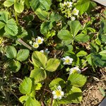 Erdbeerpflanze mit weißen Blüten