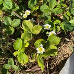 Erdbeerpflanze mit weißen Blüten