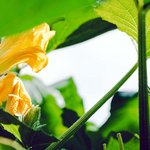 Zucchiniblüte Detailansicht einer Zucchiniblüte