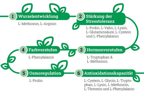 Eine grüne Kette an Wirkungen die durch L-Aminosäuren erreicht werden.