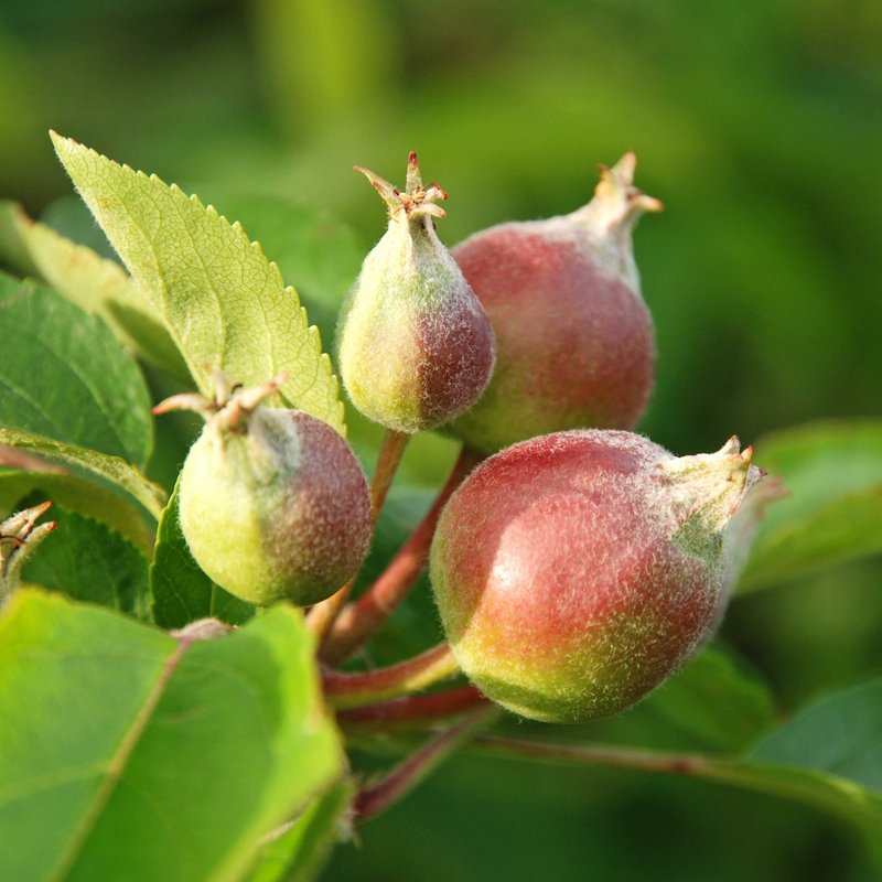 Astspitze mit wachsendem Apfel.
