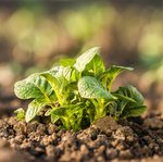 Einzelne junge Kartoffelpflanze in Erde