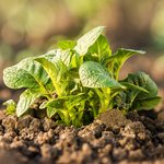 Einzelne junge Kartoffelpflanze in Erde