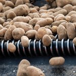 Kartoffeln auf einem Förderband.