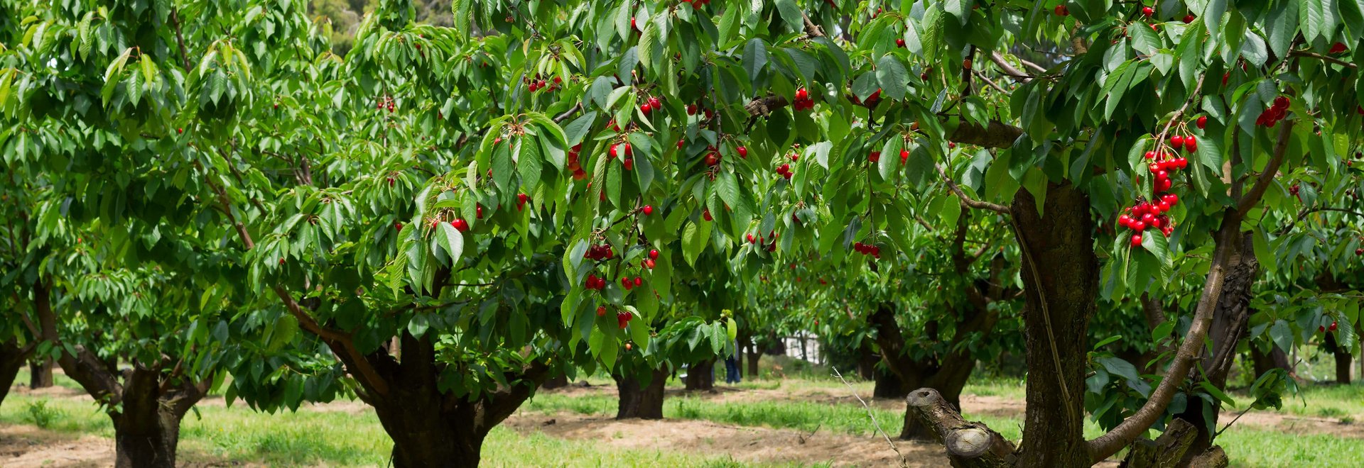 Einzelner Kirschbaum im Fokus auf einem Feld mit vielen Kirschb&auml;umen