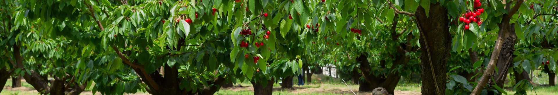 Einzelner Kirschbaum im Fokus auf einem Feld mit vielen Kirschbäumen