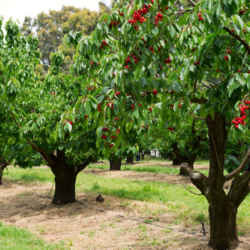 Einzelner Kirschbaum im Fokus auf einem Feld mit vielen Kirschbäumen
