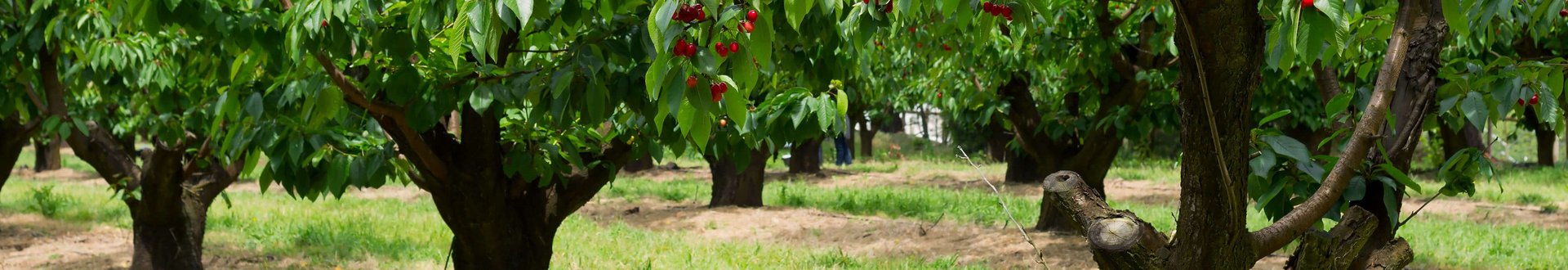 Einzelner Kirschbaum im Fokus auf einem Feld mit vielen Kirschbäumen