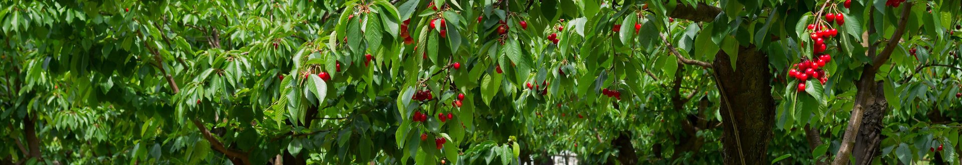 Einzelner Kirschbaum im Fokus auf einem Feld mit vielen Kirschbäumen