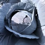 Rotkohlkopf Detailaufnahme eines einzelnen Rotkohlkopfes