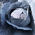 Detailaufnahme eines einzelnen Rotkohlkopfes