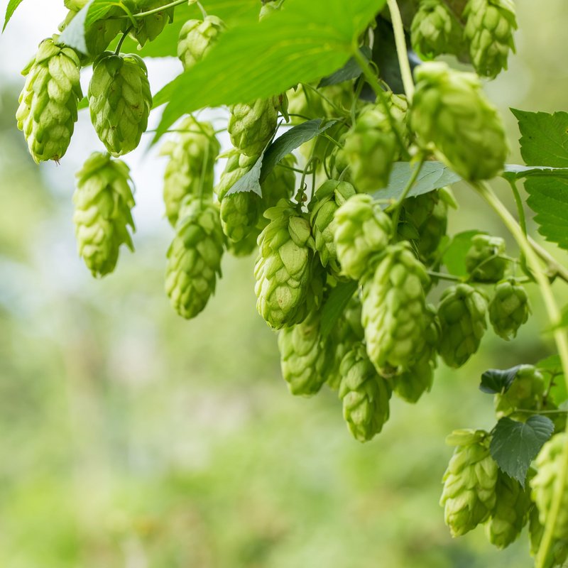 Hopfendolden erstrahlen gr&uuml;n im Licht.